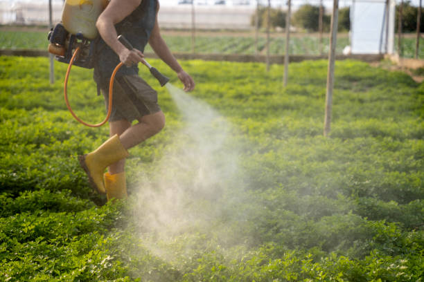 Best Ant Control Services  in Black Creek, WI