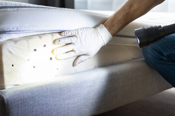 Best Pest Removal Services  in Black Creek, WI