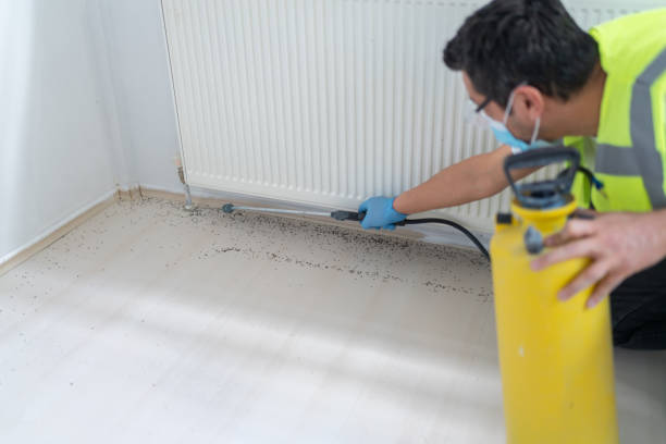 Wasp Removal Services in Black Creek, WI