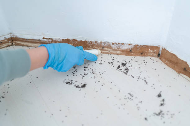 Best Pest Removal Services  in Black Creek, WI